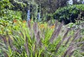 English garden with wild growing ornamental grasses, flowers .