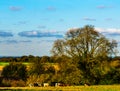 English green meadow on a sunny day, a typical rural landscape o Royalty Free Stock Photo