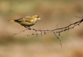 English Greenfinch Royalty Free Stock Photo