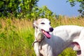 English greyhound on a green meadow Royalty Free Stock Photo