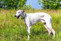 English greyhound on a green meadow Royalty Free Stock Photo