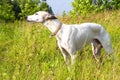 English greyhound on a green meadow Royalty Free Stock Photo