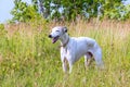 English greyhound on a green meadow Royalty Free Stock Photo