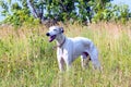 English greyhound on a green meadow Royalty Free Stock Photo