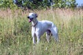 English greyhound on a green meadow Royalty Free Stock Photo