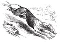 English Greyhound vintage engraving