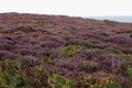 English Heathland In Summer