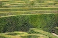 English hedge maze