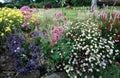 English Herbaceous Border Flower Photo