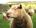 English Herdwick sheep