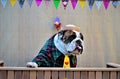 English bulldog with a tongue out in the kissing booth at the Canine June Party