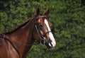 English horse head wearing bridle Royalty Free Stock Photo