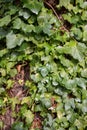 English Ivy aka Hedera Helix growing on tree. Royalty Free Stock Photo