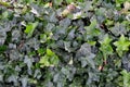 English ivy baltic Hedera helix Baltica horizontal Royalty Free Stock Photo