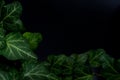 English Ivy with brightly rich green leaves on a dark background. Hedera helix. Royalty Free Stock Photo