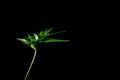 English Ivy with brightly rich green leaves on a dark background. Hedera helix. Royalty Free Stock Photo