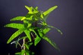 English Ivy with brightly rich green leaves on a dark background. Hedera helix. Royalty Free Stock Photo