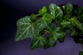 English Ivy with brightly rich green leaves on a dark background. Hedera helix. Royalty Free Stock Photo