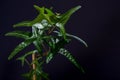 English Ivy with brightly rich green leaves on a dark background. Hedera helix. Royalty Free Stock Photo