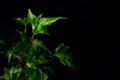 English Ivy with brightly rich green leaves on a dark background. Hedera helix. Royalty Free Stock Photo