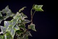 English Ivy with brightly rich green leaves on a dark background. Hedera helix. Royalty Free Stock Photo