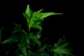 English Ivy with brightly rich green leaves on a dark background. Hedera helix. Royalty Free Stock Photo