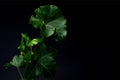 English Ivy with brightly rich green leaves on a dark background. Hedera helix. Royalty Free Stock Photo