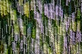 English Ivy (Hedera helix) distorted by Intentional Camera Movement (ICM) Royalty Free Stock Photo