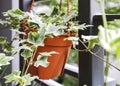 English ivy or Hedera helix in flower pot at balcony