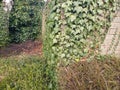 English Ivy Hedera helix Covering a Brick Wall and Trees Royalty Free Stock Photo