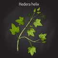 English ivy Hedera helix , ornamental and medicinal plant