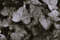 English ivy leaves close-up, black and white Royalty Free Stock Photo