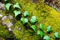 English ivy plant growing over old moss covered tree trunk Royalty Free Stock Photo