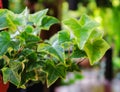 English Ivy in plant pot in the garden Royalty Free Stock Photo