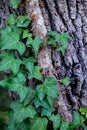 English Ivy on Tree