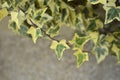 English Ivy Tricolour