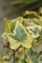 English Ivy Tricolour