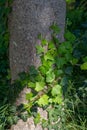 English ivy vines growing up the trunk of a tree Royalty Free Stock Photo