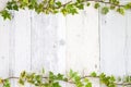 English ivy on white painted wooden board, background image