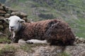 English Lake District Herdwick Sheep