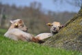 English lambs