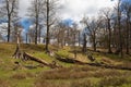 English landscape, forest and fields in spring. Sussex