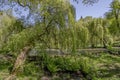 English landscape garden with pond in Spring on a summers day Royalty Free Stock Photo