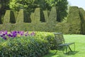 English landscaped garden with topiary hedge, tulips .