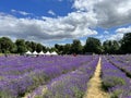 Lavender fields at Banstead, United Kingdom.