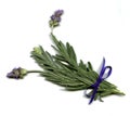 English Lavender Royalty Free Stock Photo