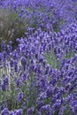 English lavender in blossom nature field Royalty Free Stock Photo