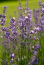 English lavender bush with buds