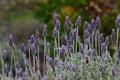 English Lavender Field Royalty Free Stock Photo