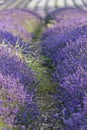 English lavender field in bloom